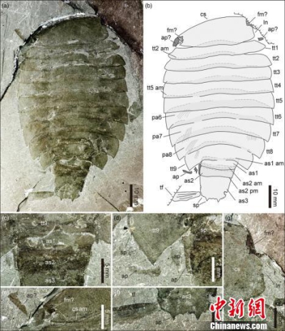 【中国新闻网】中国科研人员在华北发现寒武纪珍稀节肢动物西德尼虫