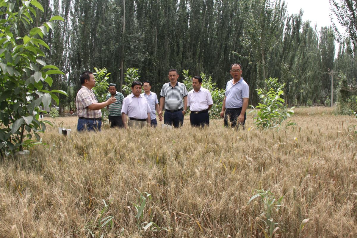 新疆分院住村工作组邀请了乡村领导来到林下小麦种植惠农扶贫项目实施