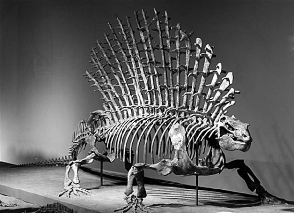 菲尔德自然历史博物馆展出的棘龙(哺乳动物远古亲戚)骨架.