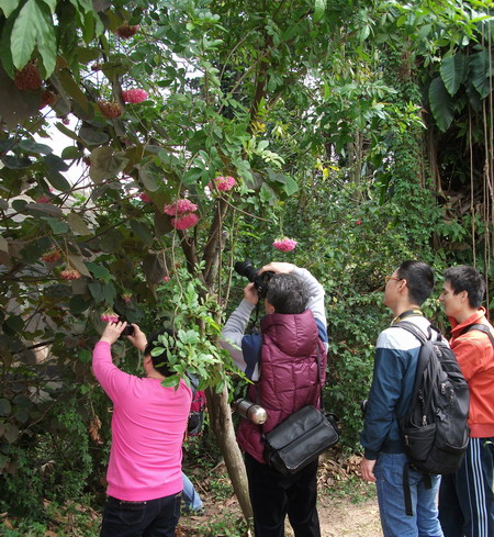 华南植物园"春季踏青赏花游"吸引众多游客