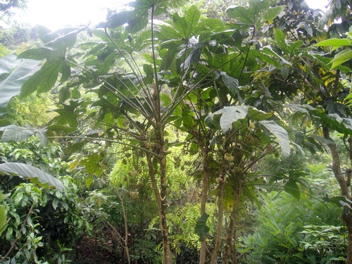 药食两用的野生植物——刺通草