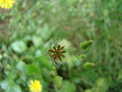 花园杂草黄鹌菜