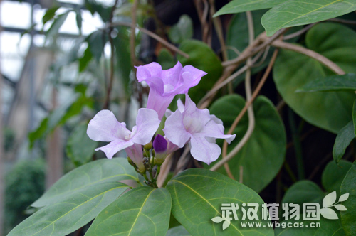 气味如蒜的美丽植物—蒜香藤