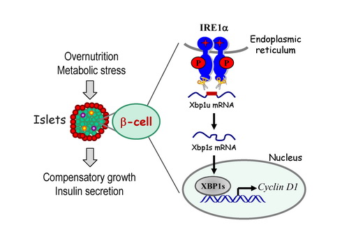 上海生科院发现调控胰岛β细胞代偿性增殖的新机制