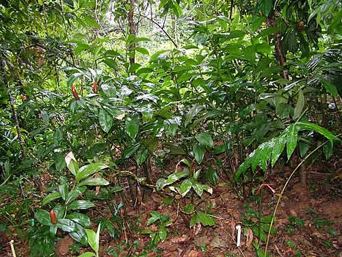 居全国植物园之首的野生姜科植物专类园建成(