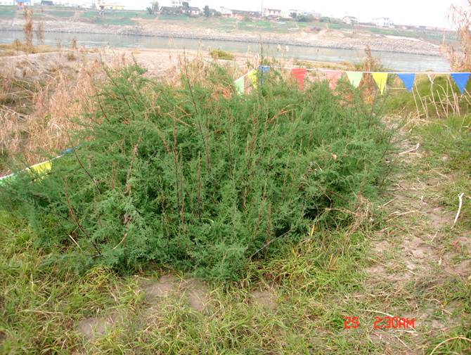 武汉植物园研究证实濒危植物疏花水柏枝并未野外灭绝