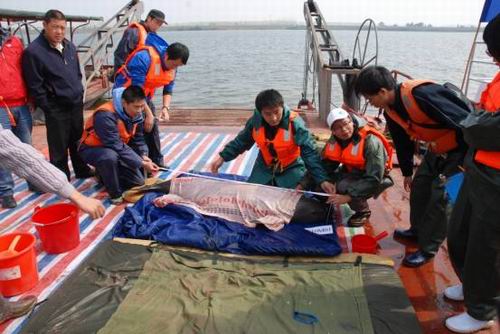 长江天鹅洲迁地保护江豚群体发展势头良好