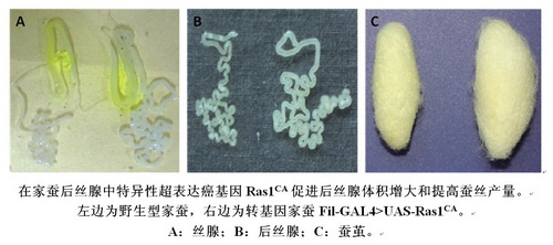 植生生态所等研究发现利用转基因家蚕提高蚕丝产量可行