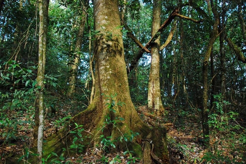 版纳植物园科学家在云南发现大片原始中山湿性常绿阔叶林