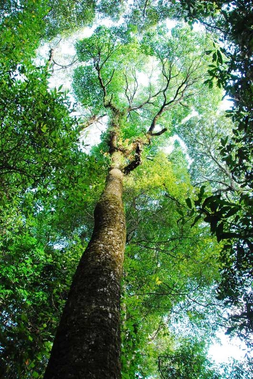 版纳植物园科学家在云南发现大片原始中山湿性常绿阔叶林