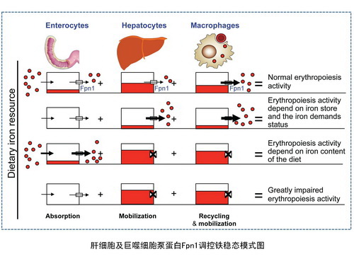 营养所发现肝细胞铁离子外排通路及其重要作用