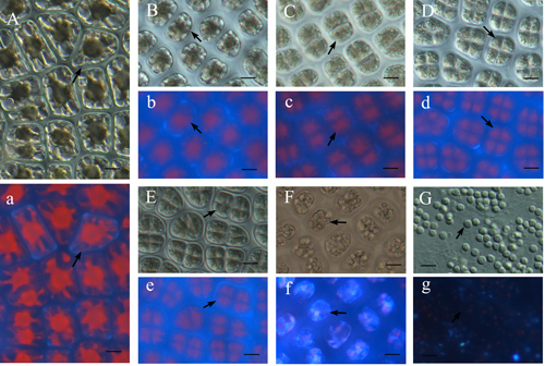 海洋所条斑紫菜干出机制及对性细胞分化影响研究获进展