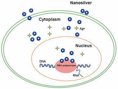 生态环境中心纳米银杀菌和细胞毒性机制研究取得进展