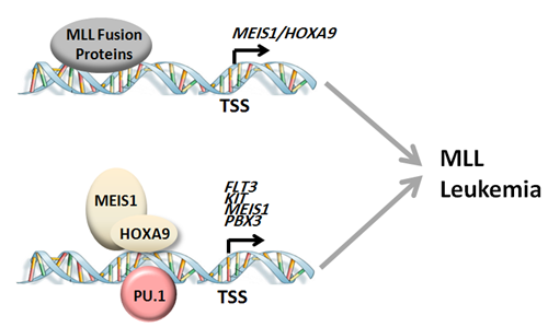 转录因子pu.1在mll白血病中的调控模式图