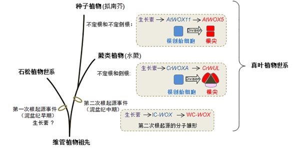 分子植物卓越中心发现植物根进化的分子源头 中国科学院