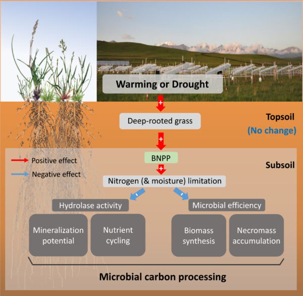 植物所等揭示增温和干旱对高寒草地底层土壤微生物过程的影响