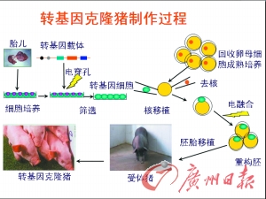 广州日报转基因克隆猪许人类一个未来