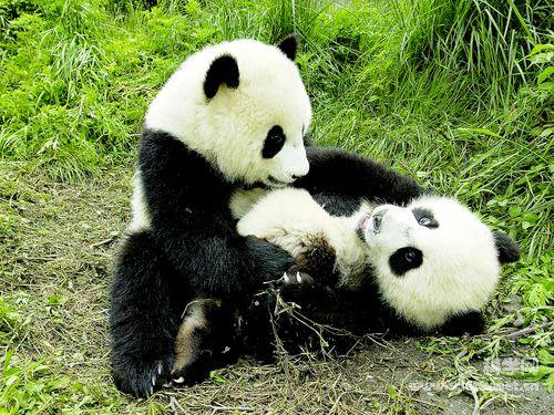 栖息地保护是对大熊猫最好的保护