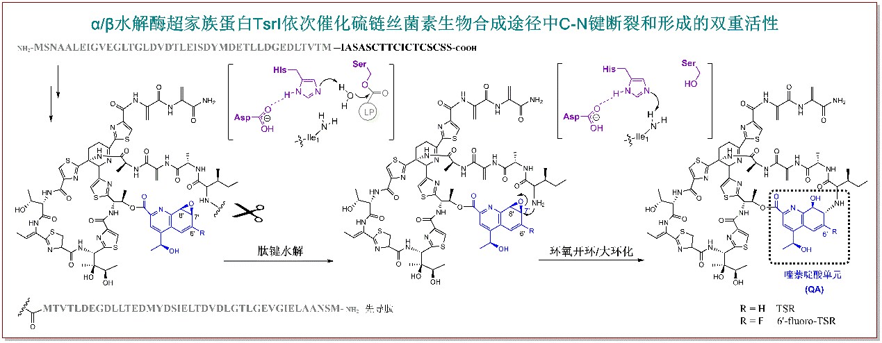 奠定基础的近义词