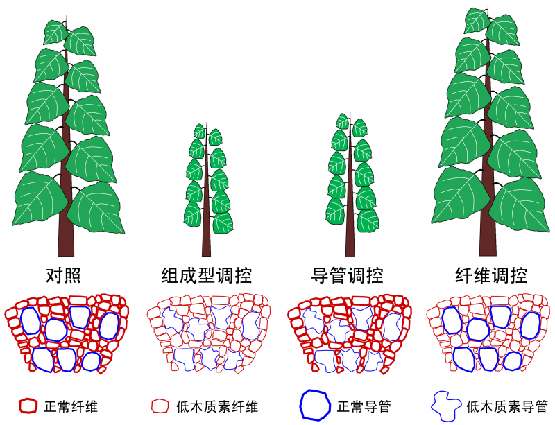 分子植物卓越中心在木质素合成的精准调控研究中获进展 中科院之声 电子杂志