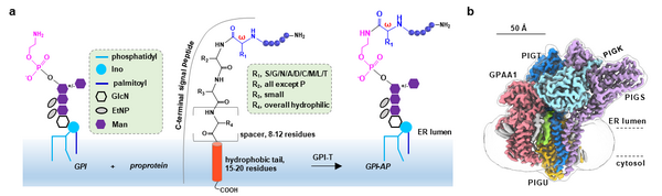 图1. GPI-T的冷冻电镜结构及其活性中心组成。a GPI-T催化反应及底物特征示意图。b GPI-T的冷冻电镜密度图。